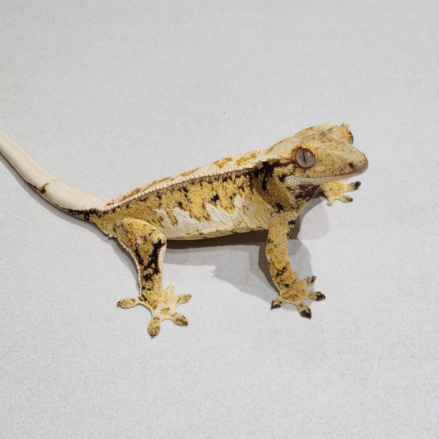 Tri Full Pinstripe Drippy White Spot Quad