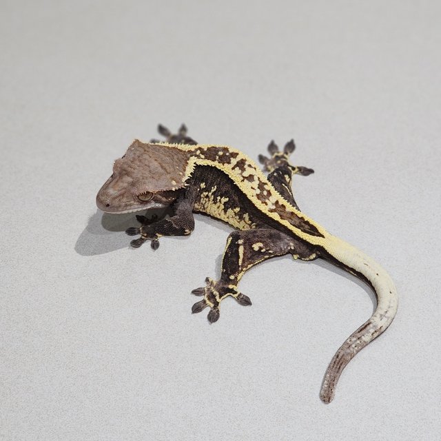 Full Pinstripe White Pin Cappuccino