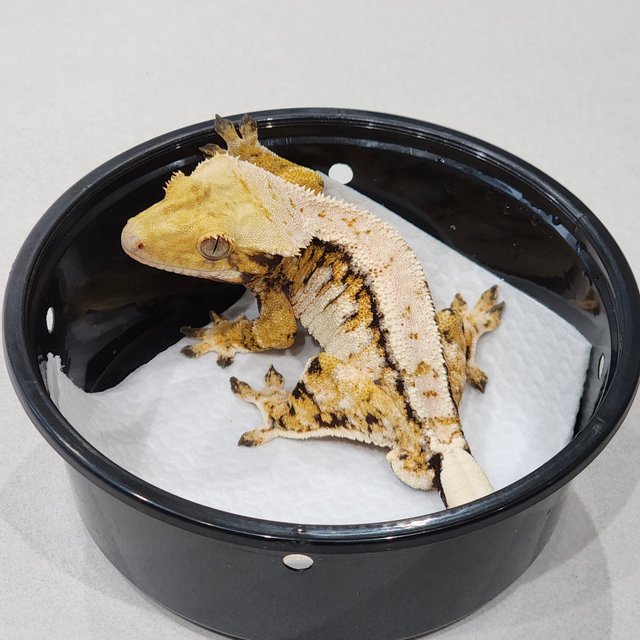 Tri White Pin White Spot Drippy Extreme Harlequin