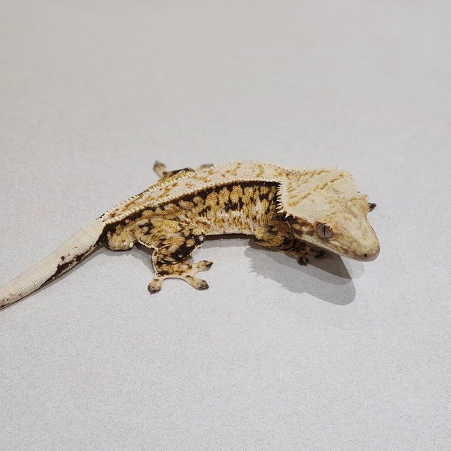 Zengex White Pin Tri Quad