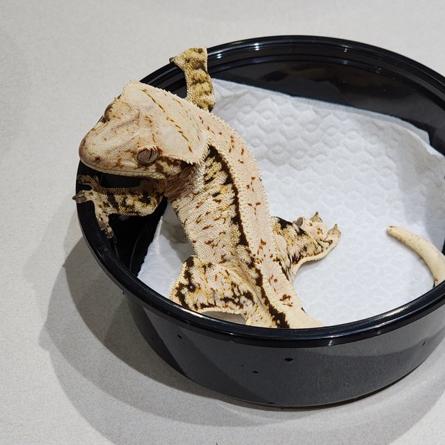 Extreme Harlequin White Crown Tri White Spot