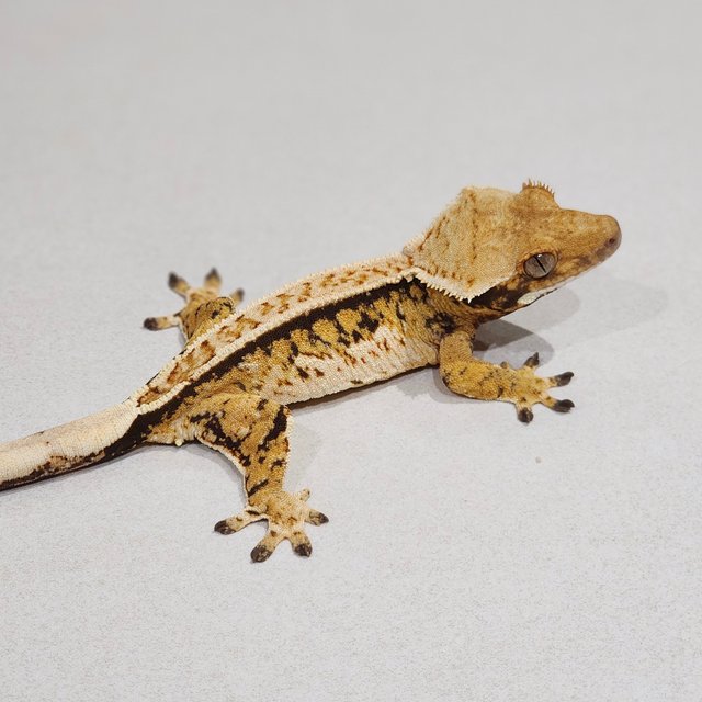 Tri Extreme Harlequin White Crown