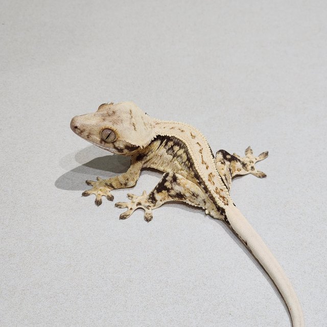 Full Pinstripe Quad Drippy White Spot