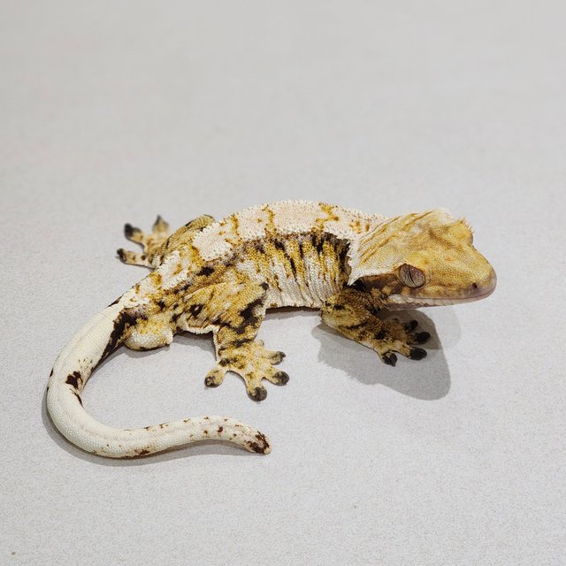 Drippy Tri Extreme Harlequin White Pin White Crown White Spot