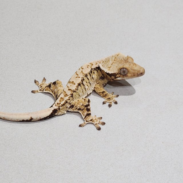 Tri Extreme Harlequin White Spot Drippy