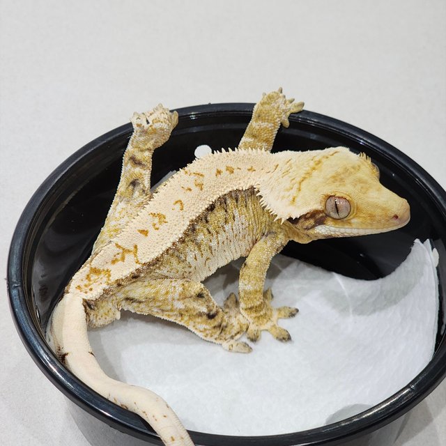 Tri White Crown White Pin Extreme Harlequin White Spot Drippy