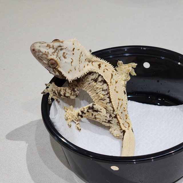 Extreme Harlequin Brindle White Spot