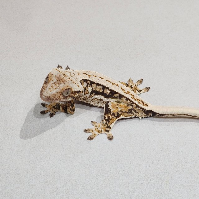 White Spot Quad Full Pinstripe