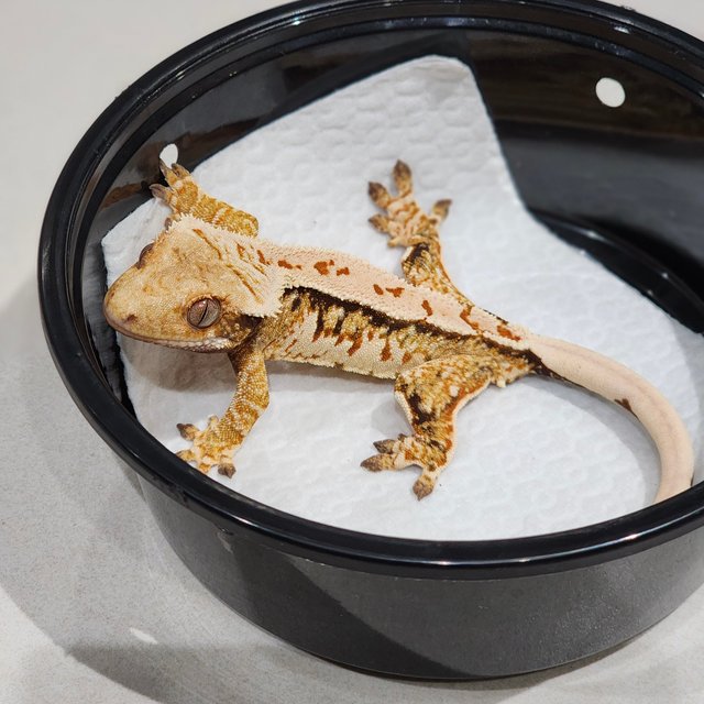 White Crown Tri Extreme Harlequin White Spot