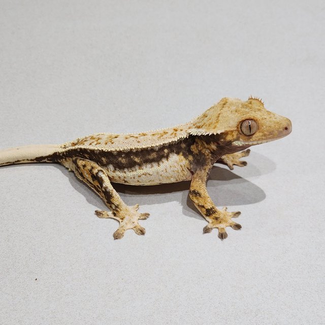 White Spot Full Pinstripe Quad White Crown