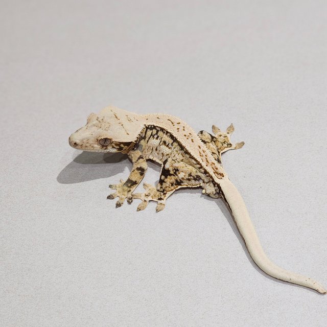 Quad Full Pinstripe Drippy