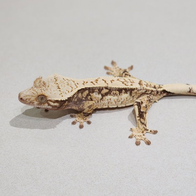 Drippy Quad White Spot