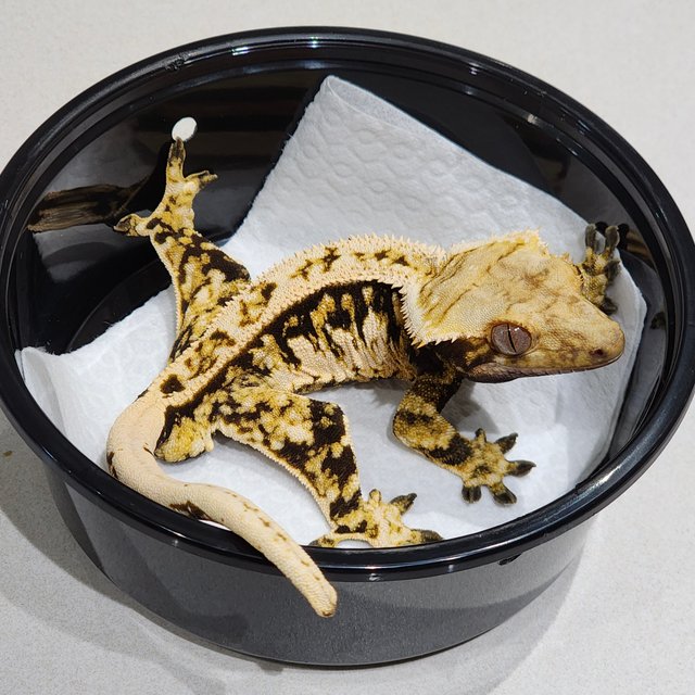 트라이 익스트림할리퀸 화이트크라운