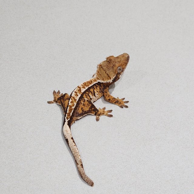 화이트핀 트라이 익스트림할리퀸