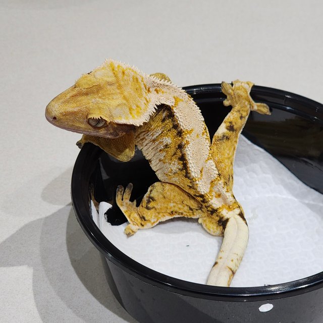 화이트크라운 트라이 익스트림할리퀸 화이트핀