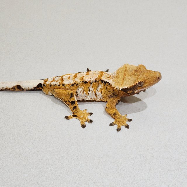 White Crown Tri Extreme Harlequin White Spot White Pin