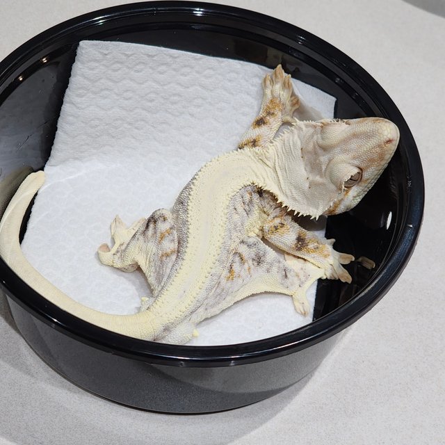 Solid Back Lilly White