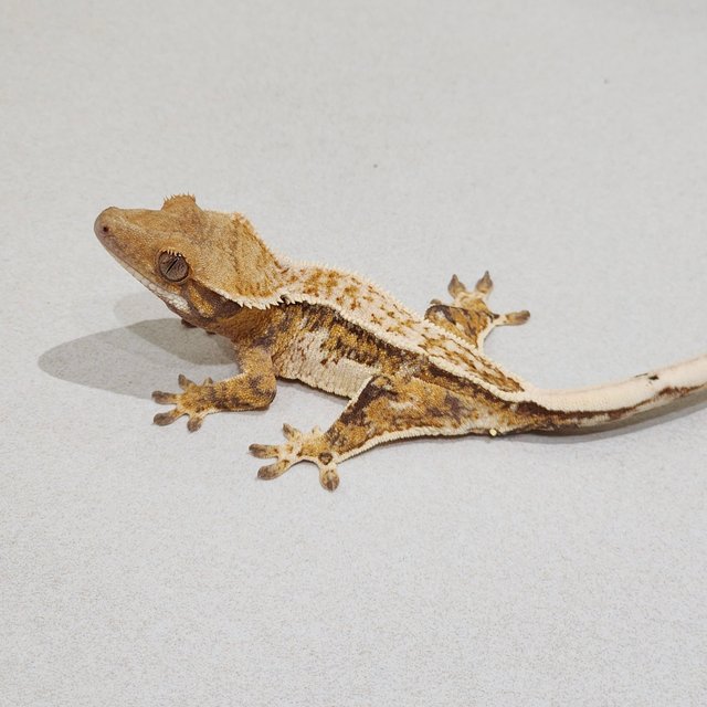 White Crown White Pin Tri Drippy Quad White Spot