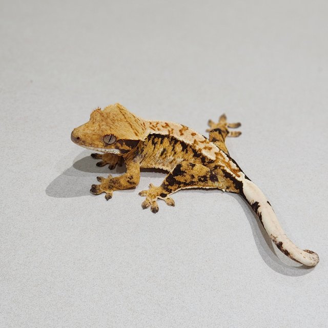 트라이 익스트림할리퀸