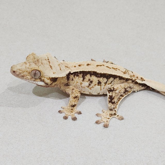 드리피 트라이 익스트림할리퀸 젠젝스