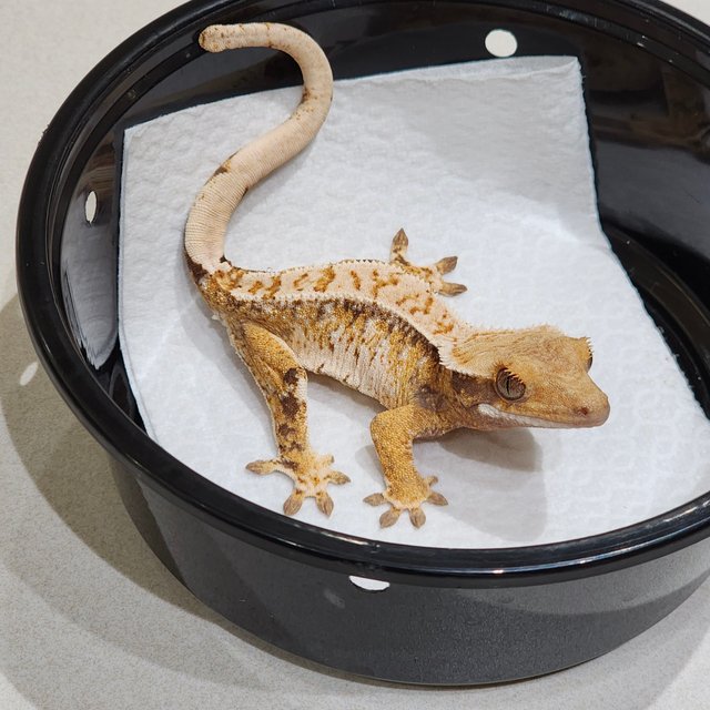 White Crown Tri Extreme Harlequin White Spot