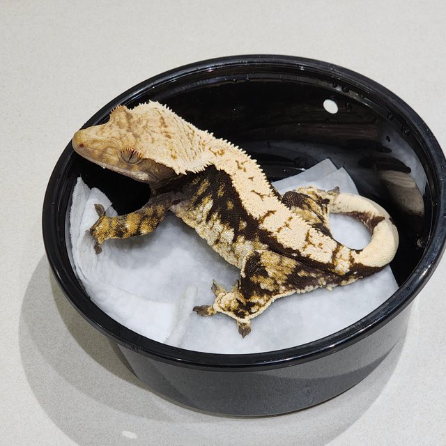 트라이 익스트림할리퀸