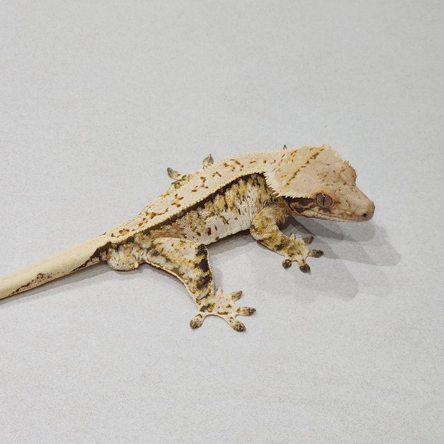 Full Pinstripe White Pin Drippy White Spot Tri Extreme Harlequin