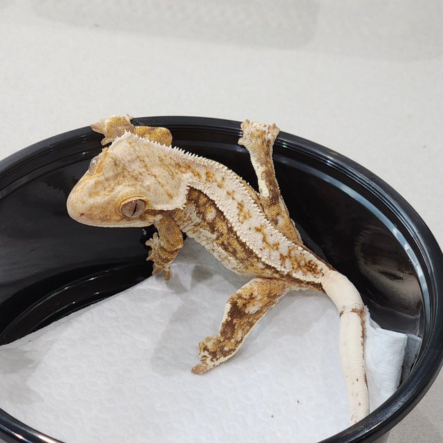 화이트스팟 쿼드 드리피 화이트핀