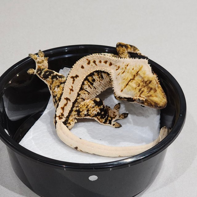 Extreme Harlequin Tri White Pin White Spot Zengex