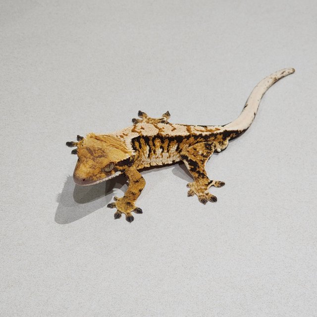 White Pin Tri Extreme Harlequin