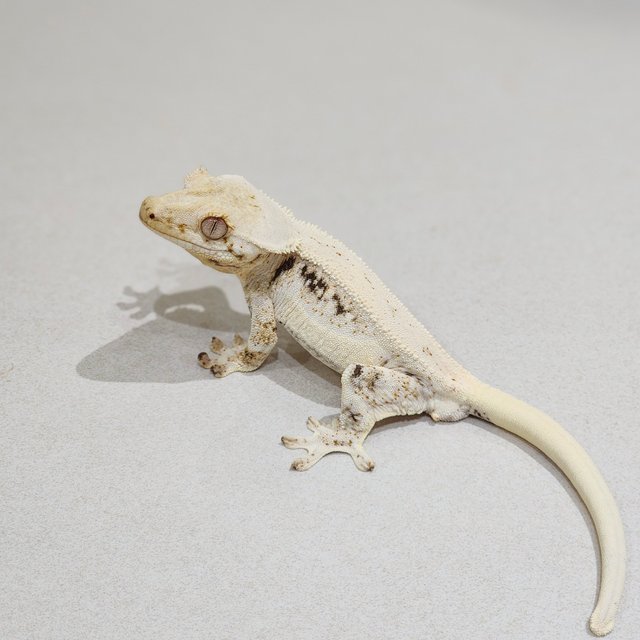 Lilly White