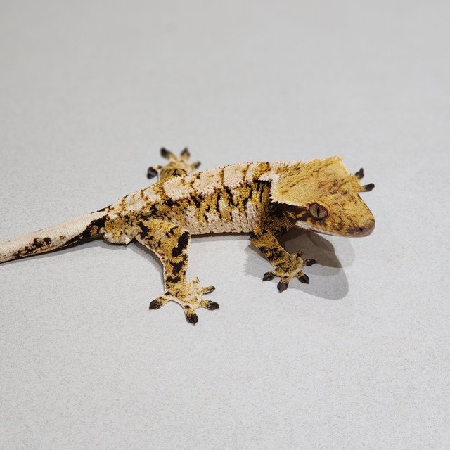Tri Extreme Harlequin White Spot White Crown