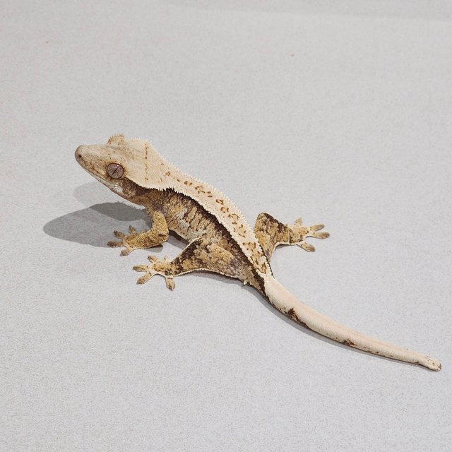 트라이 익스트림할리퀸 화이트스팟