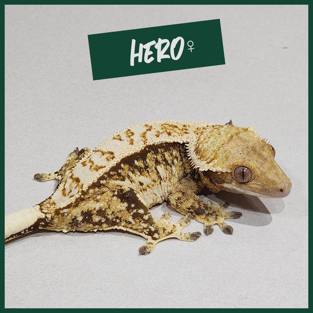 화이트핀 화이트스팟 트라이 익스트림할리퀸