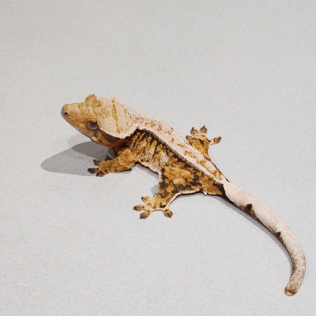 White Pin Drippy Tri Extreme Harlequin