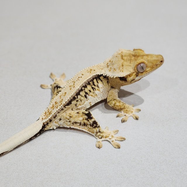 Drippy Quad White Spot Full Pinstripe