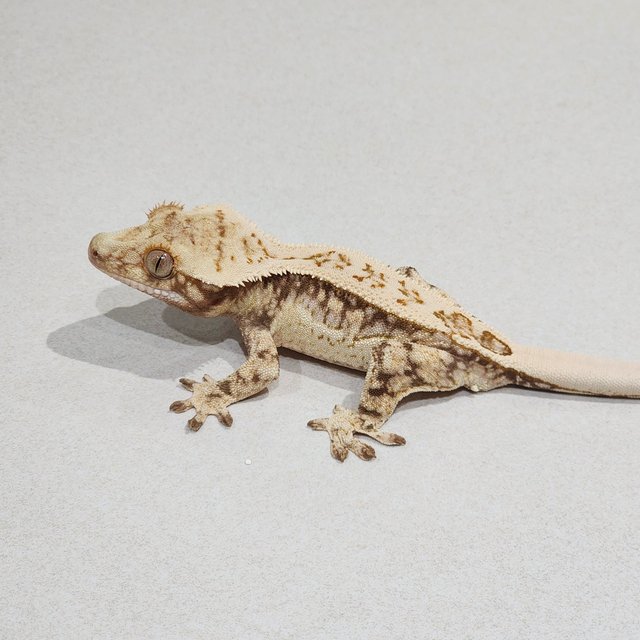 Drippy Quad White Spot