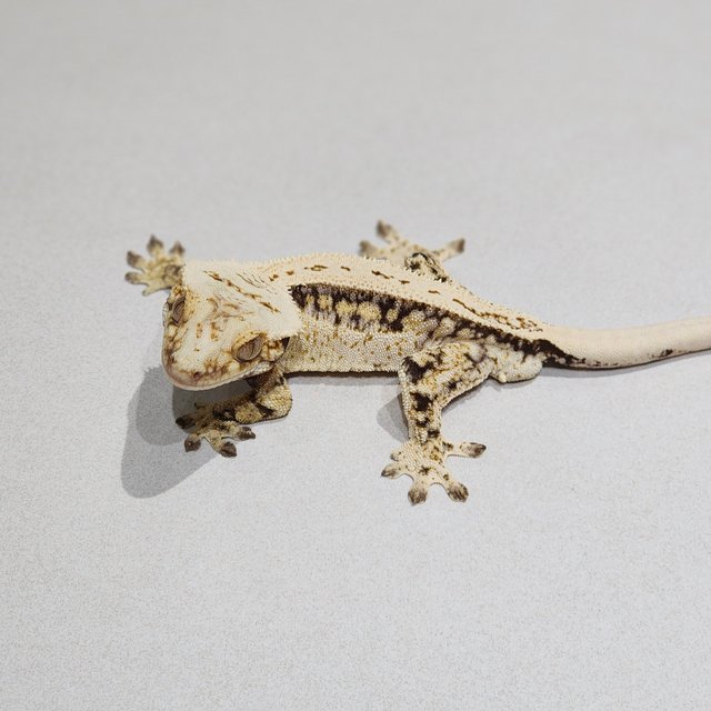 풀핀 드리피 화이트스팟