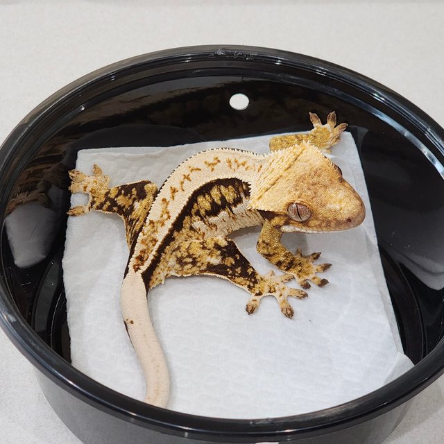 트라이 쿼드 화이트스팟