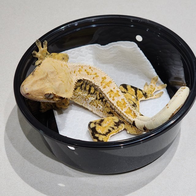 Full Pinstripe Tri Drippy White Spot