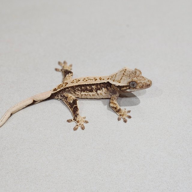 풀핀 드리피 화이트스팟