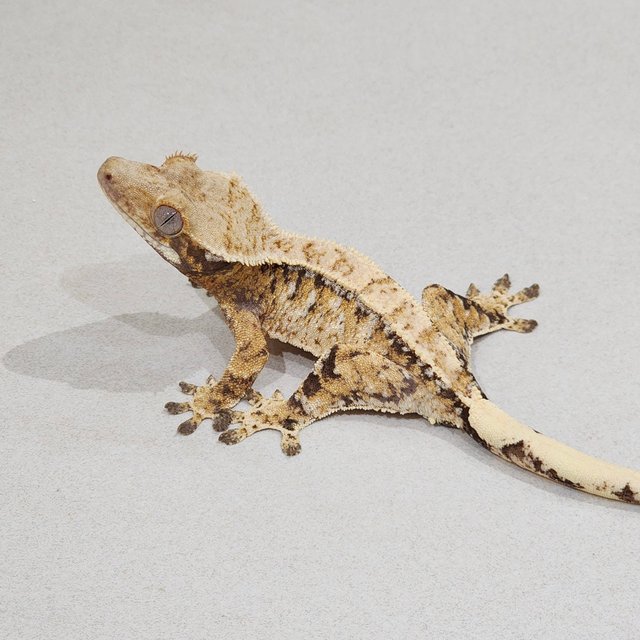 Drippy Tri Extreme Harlequin White Spot White Pin