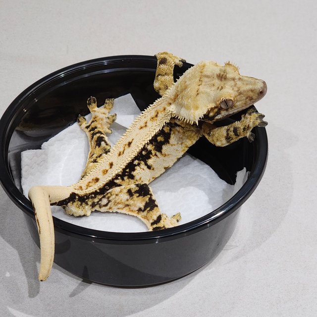 Tri Extreme Harlequin White Pin White Spot Zengex Full Pinstripe