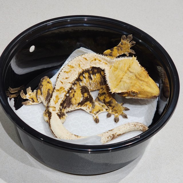 트라이 익스트림할리퀸 화이트크라운 화이트스팟