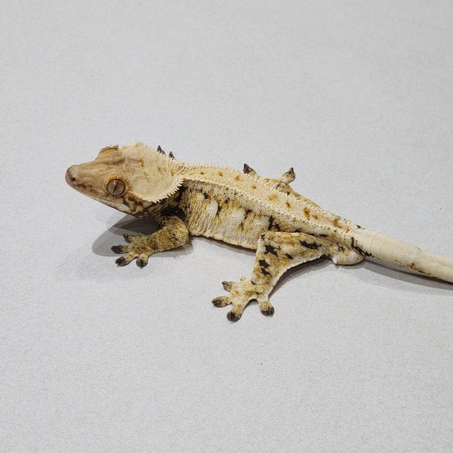 Drippy White Spot Zengex Tri