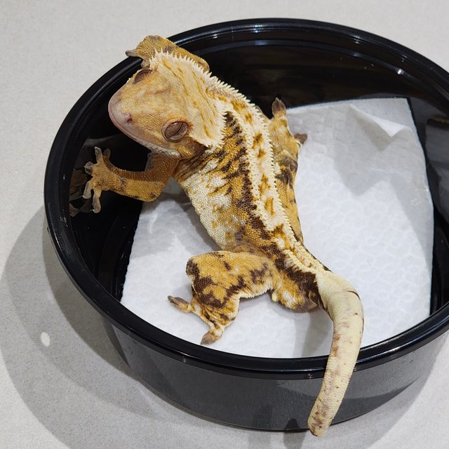 화이트크라운 트라이 드리피 익스트림할리퀸 화이트스팟