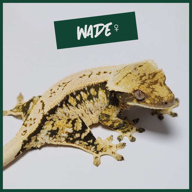 트라이 익스트림할리퀸 화이트스팟