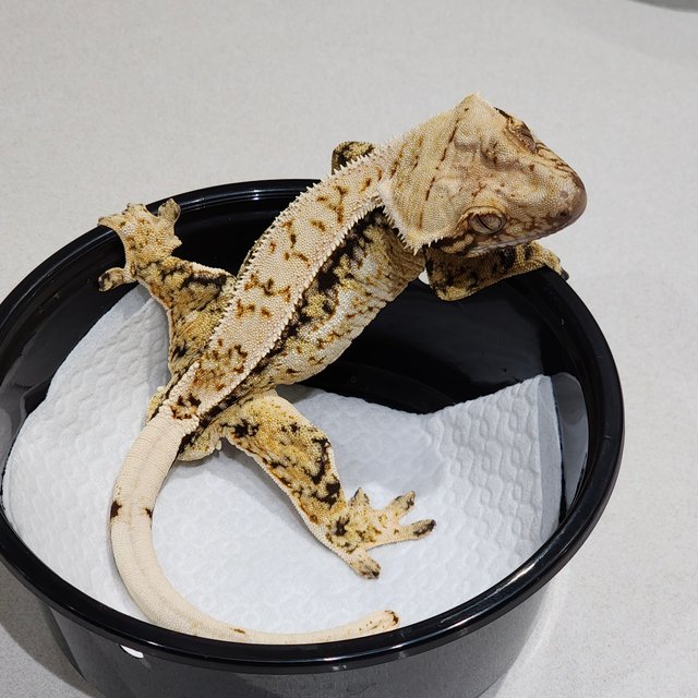 Drippy Tri White Spot White Crown