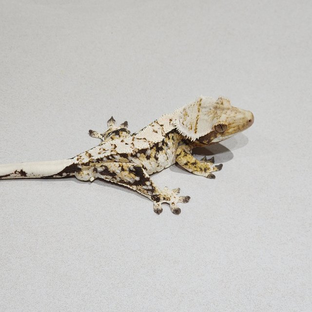 White Crown Tri Extreme Harlequin White Spot