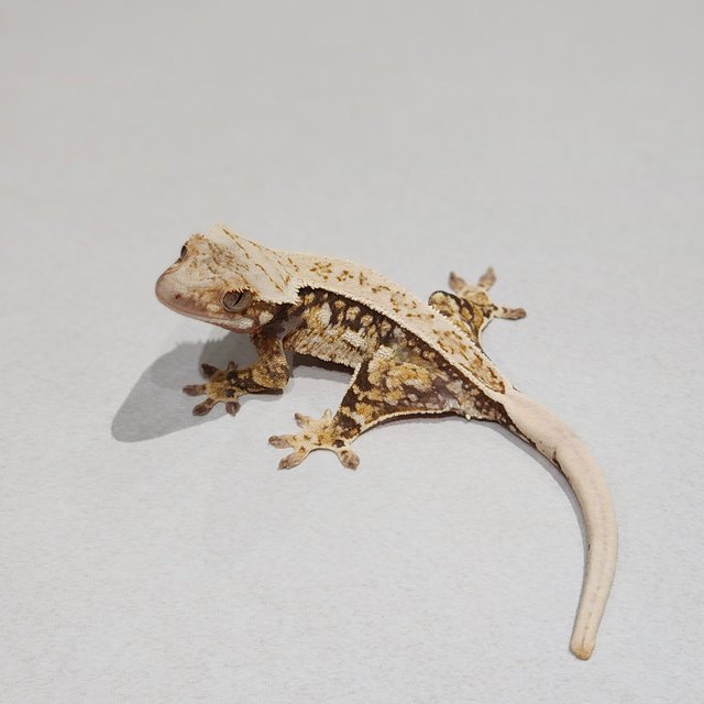 Quad White Spot Full Pinstripe